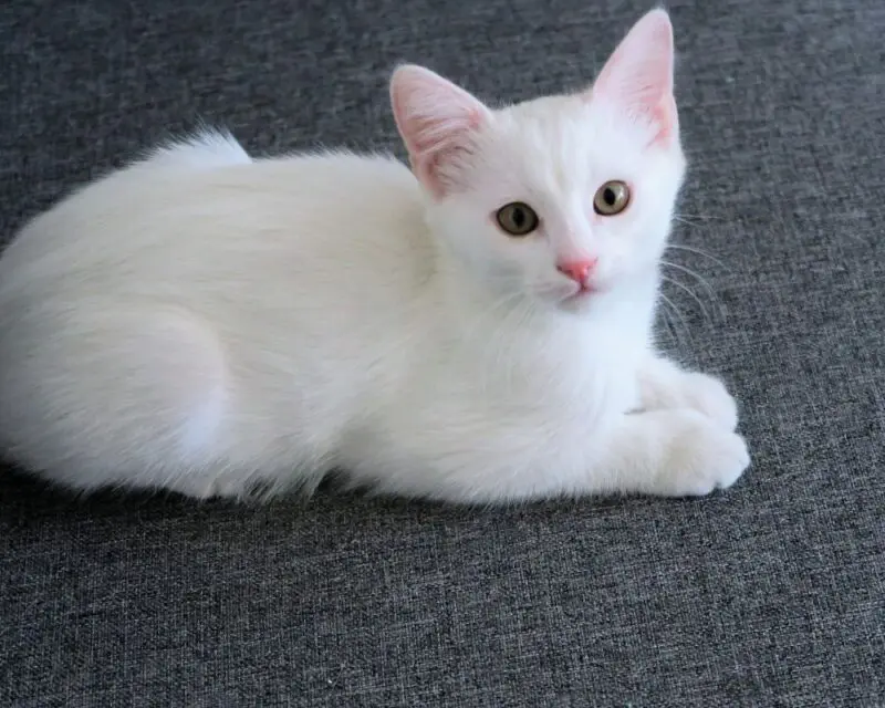 White Cat Dream Meaning Dreams And Spirit Guides