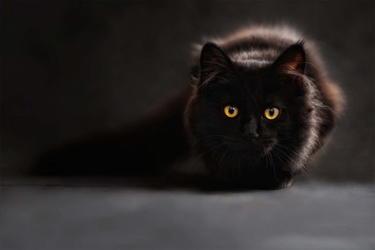 Black Cat Spiritual Message