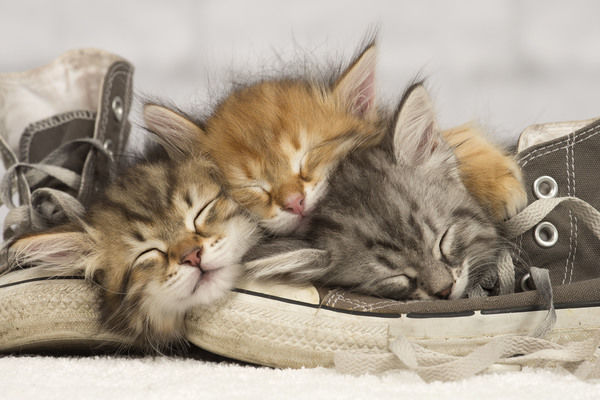 Kitten Dream Meaning