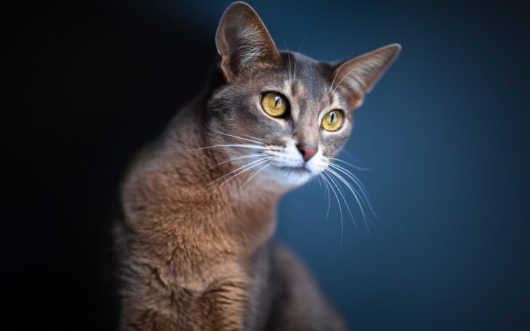 Light Brown Cat Description – Bringing Calm To A Busy Life