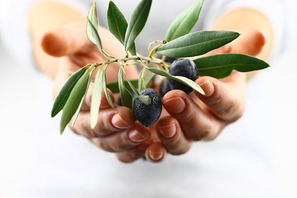 Olive Tree Symbolism – Friendship And Peace