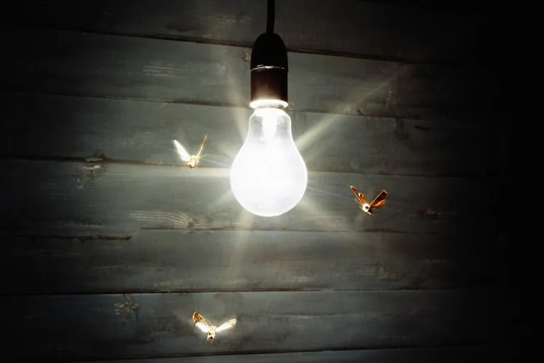 Moth Spirit Animal Meaning – Blinded By The Light