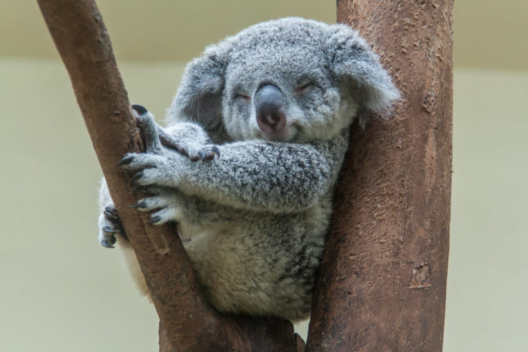 Koala Spirit Animal – Relaxing Is A Must