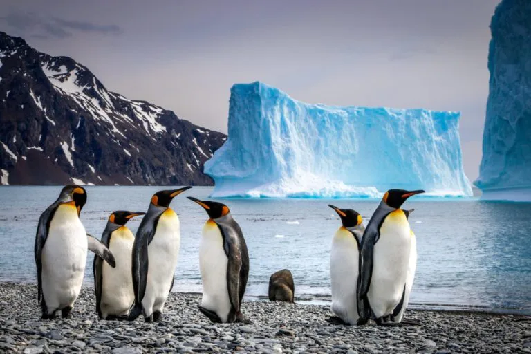 Penguin Spirit Animal Meaning – Being The Best You