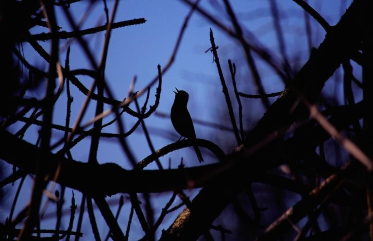 Birds Chirping At Night Meaning – Meditate On The Message