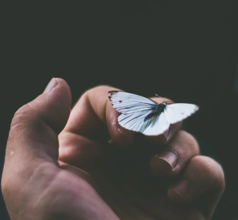 Spiritual Meaning: Seeing a White Butterfly Symbolism