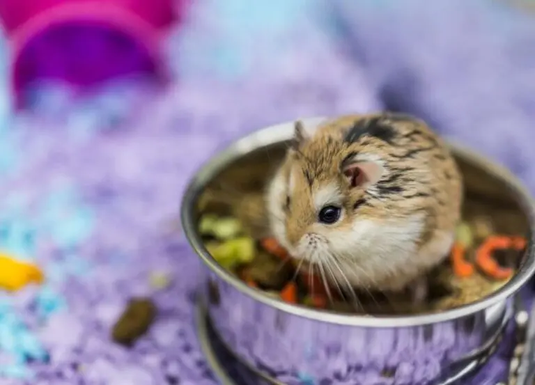 Vegetables And Fruit Hamsters Can Eat – What to Give Them