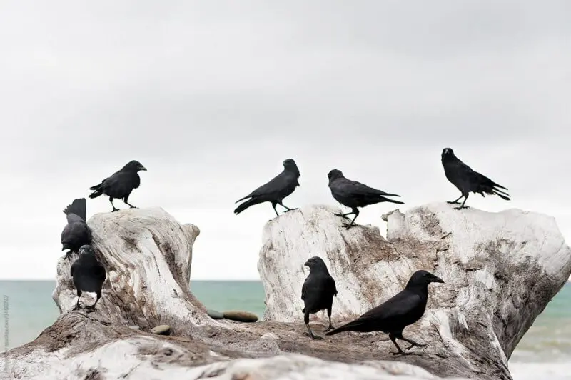 what-does-it-mean-when-a-crow-caws-at-you-the-tube