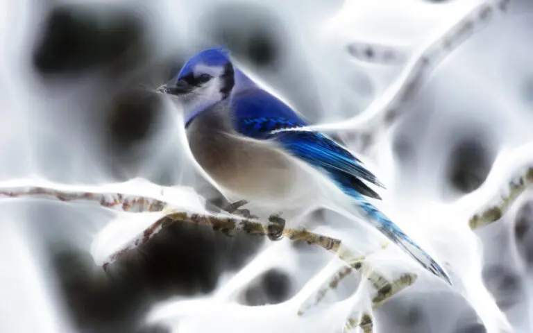 Spiritual Meaning of Blue Jays:  Powerful Symbolism