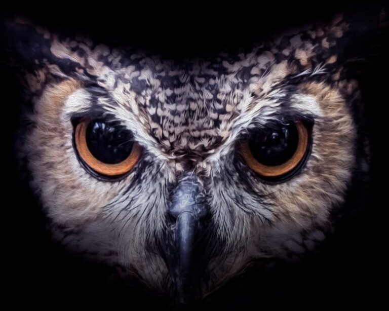 What Is the Spiritual Symbolism of an Owl?