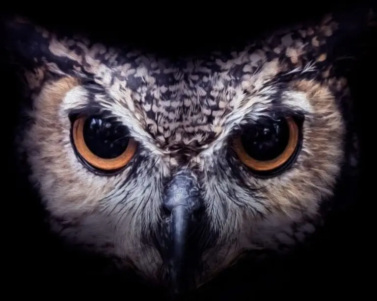 What Is the Spiritual Symbolism of an Owl?