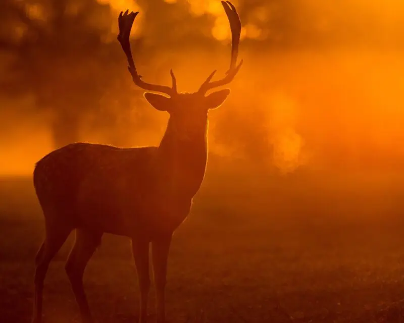 The Spiritual Meaning of Stag And Deer: Symbolism