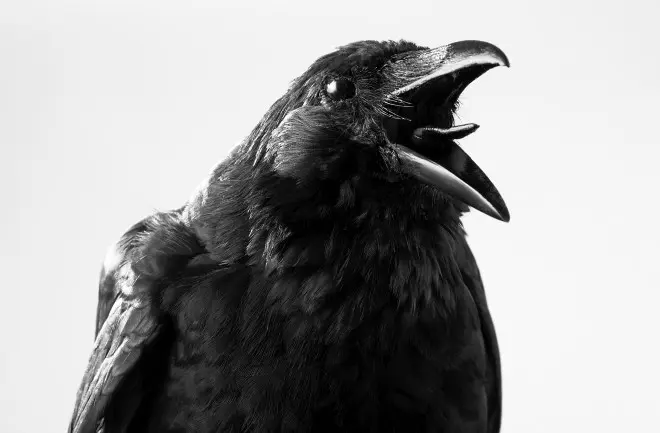 What Does it Mean When a Crow Caws At You?