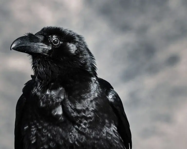 Crow Spiritual Meaning For Twin Flames