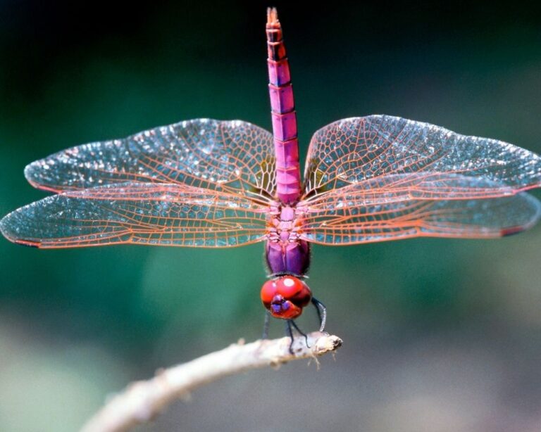 Twin Flame: Dragonfly Spiritual Meaning