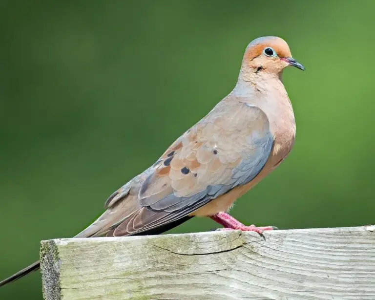 Mourning Dove Symbolism For Twin Flames