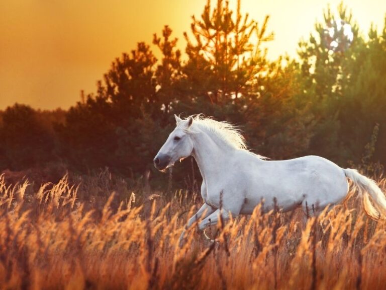 Twin Flame: White Horse Spiritual Meaning