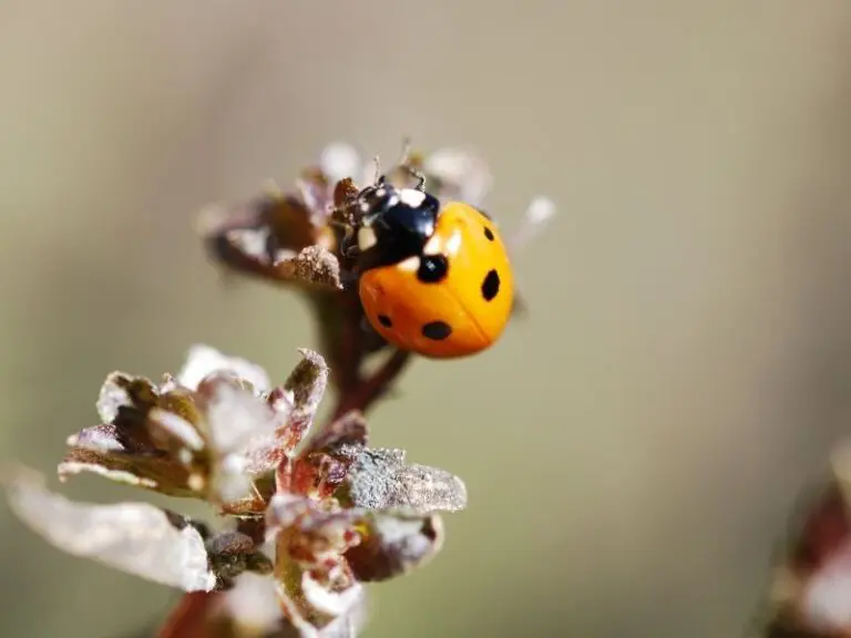 Orange Ladybug Spiritual Meaning