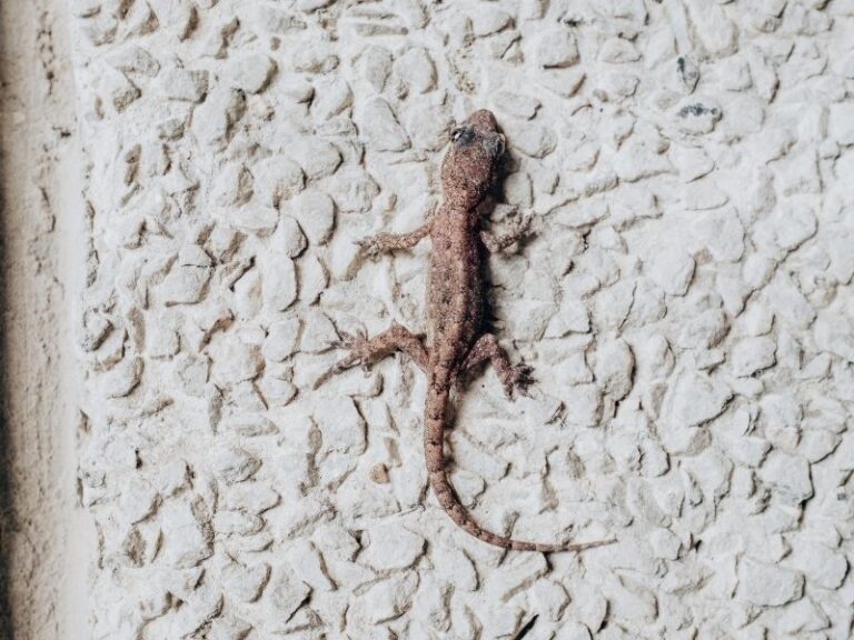 Wall Gecko Dream Meaning – What Does It Symbolize?