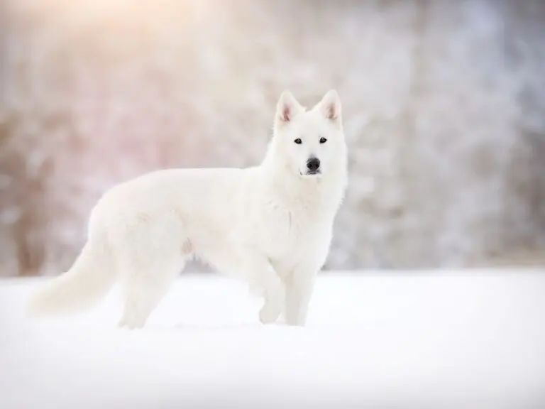 what does a white wolf symbolize