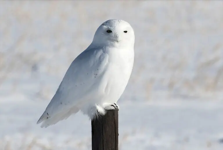 White Owl Flying In Front of Car -Dream And Spiritual Meaning