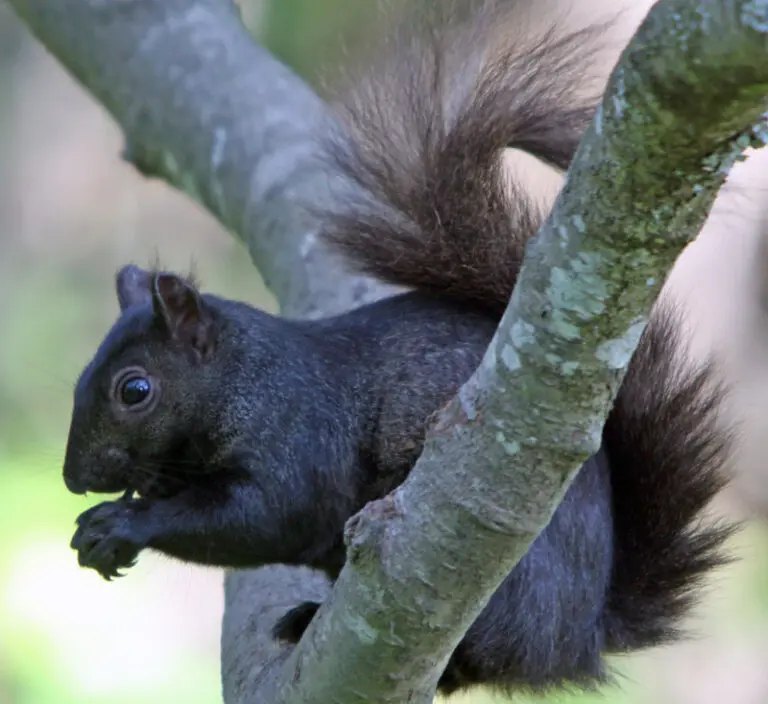 Black Squirrel Spiritual Meaning – Trust The Process