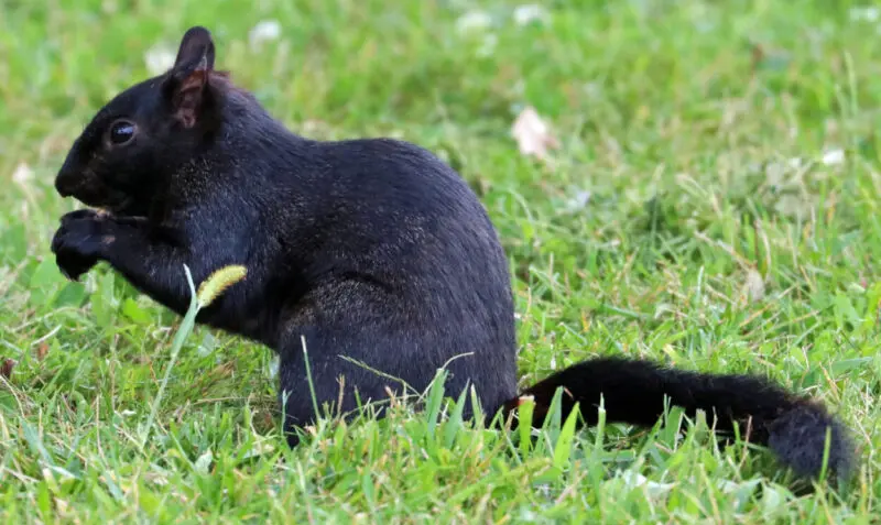 Black Squirrel Spiritual Meaning Trust The Process Black Squirrel Spiritual Meaning Trust The Process