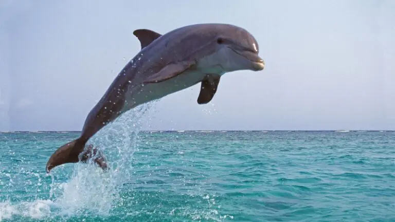 Dolphin Dreams: Unlocking the Secrets of the Unconscious