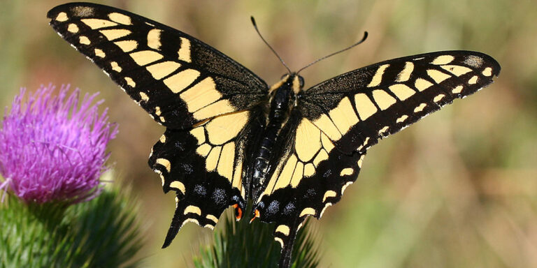 Black And Yellow Butterfly Spiritual Meaning