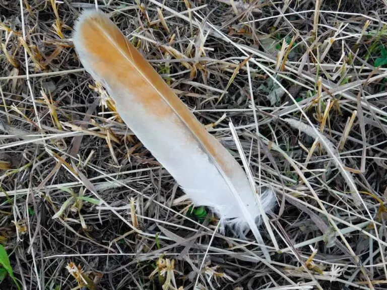 Hawk Feather Spiritual Meaning And Dream Symbolism