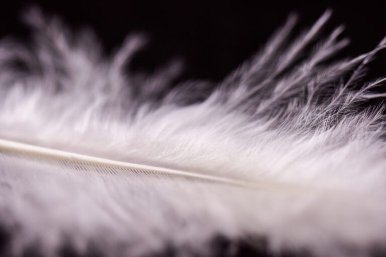 Grey And White Feather Meaning – Spiritual Symbolism