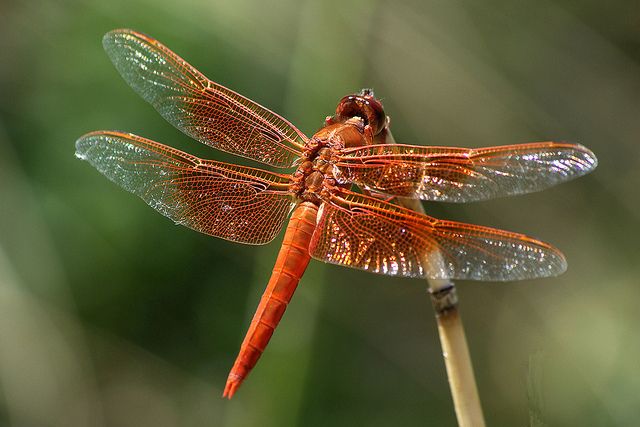 Red Dragonfly Spiritual Meanings