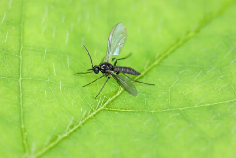 Spiritual Meaning of Gnats