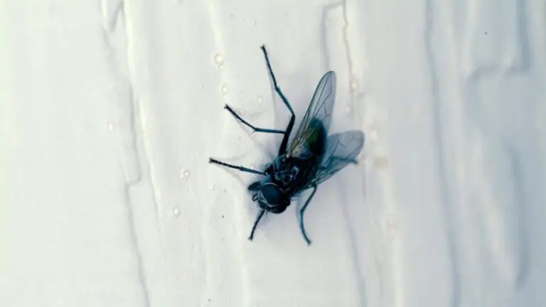 Spiritual Meaning of Flies in the House