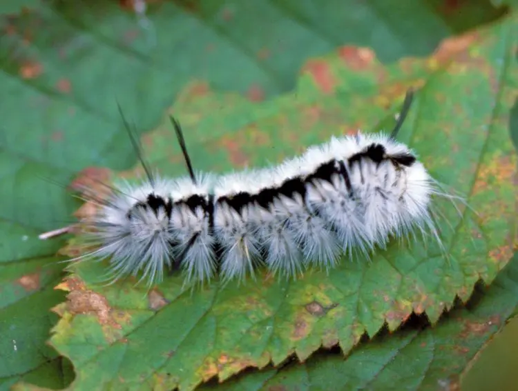 Hairy Caterpillar Spiritual Meaning