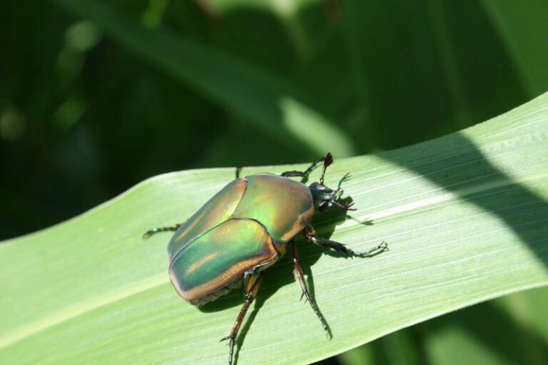 June Bug Spiritual Meaning