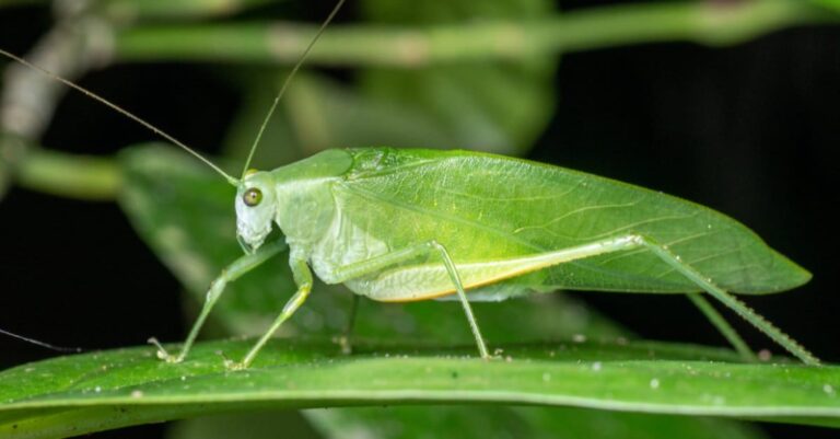 The Spiritual Meaning of Katydids