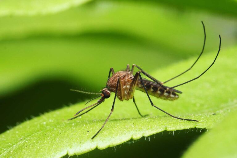 Spiritual Meaning of Mosquito Bites