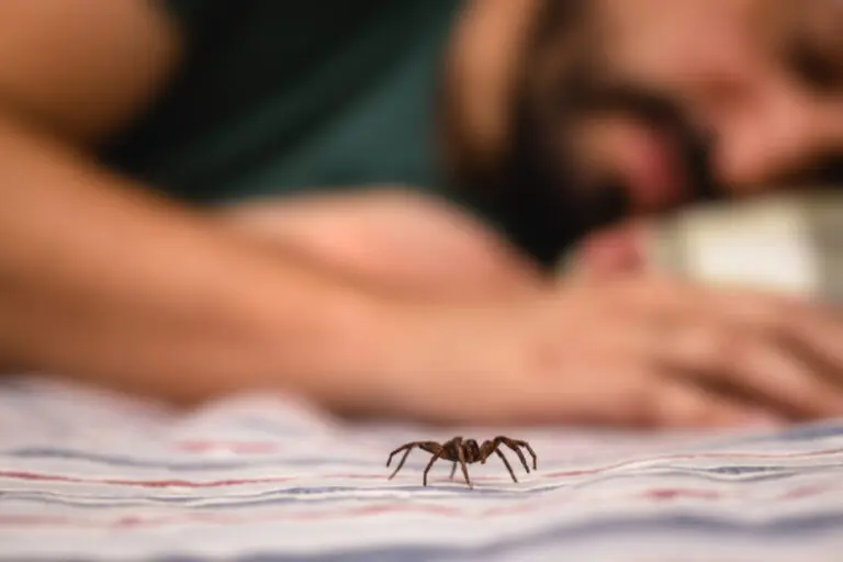 The Spiritual Meaning of a Spider Crawling on You