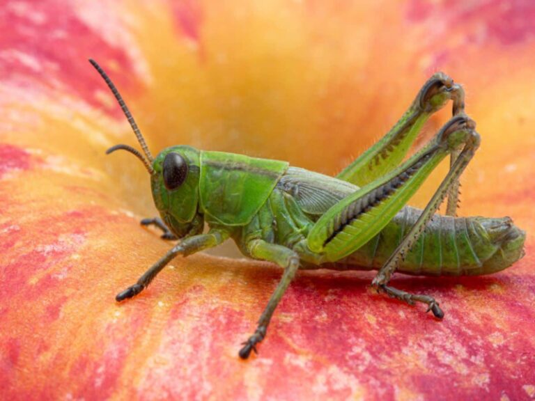 Spiritual Meaning of a Grasshopper in Your Path