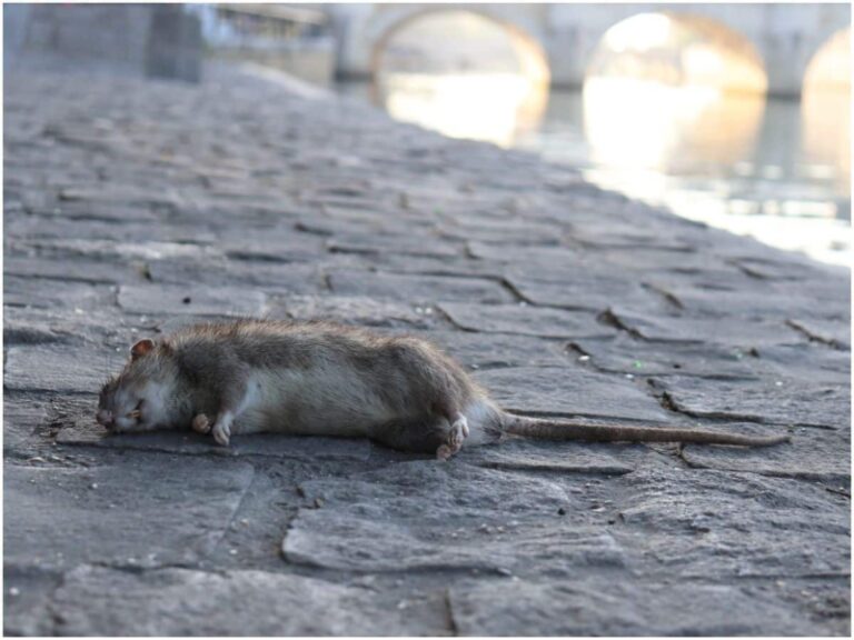 Dead Rat Outside My House Spiritual Meaning