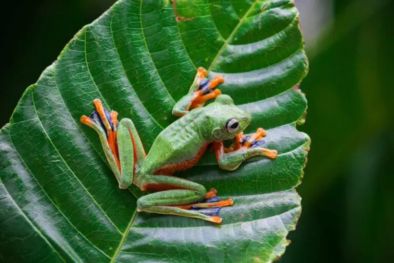 Spiritual Meaning of a Frog at Your Front Door