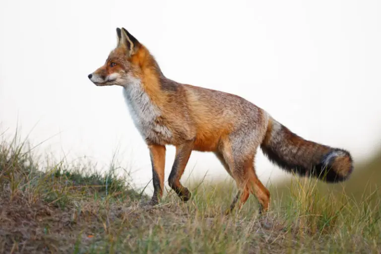 Spiritual Meaning of Fox Crossing Your Path