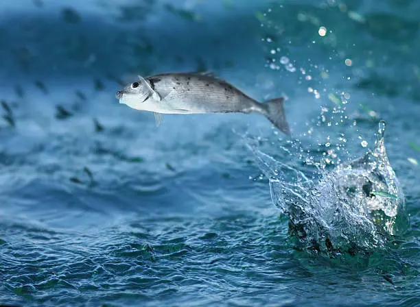 Spiritual Meaning of Fish Jumping Out of Water