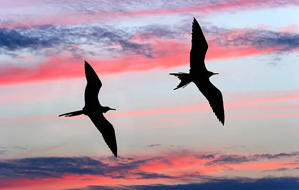 The Meaning of Two Birds Flying Together