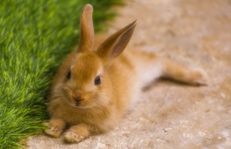 The Spiritual Meaning of Seeing a Brown Rabbit