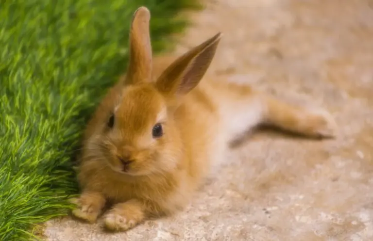 The Spiritual Meaning of Seeing a Brown Rabbit