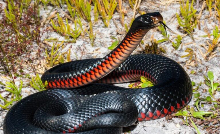 Spiritual Meaning of Red and Black Snake