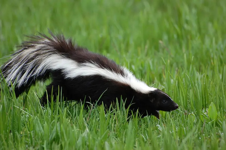 Spiritual Meaning of a Skunk Crossing Your Path