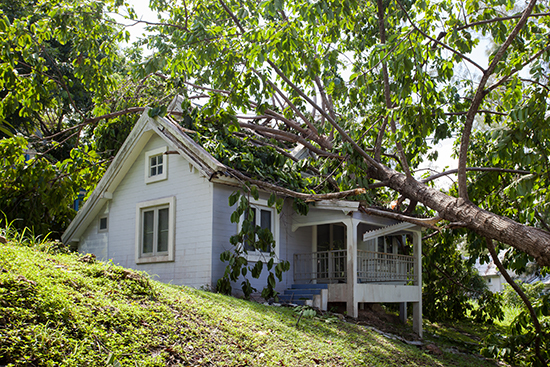 Spiritual Meaning of a Tree Falling On Your House